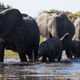 A herd of elephants makes the tumultuous journey.